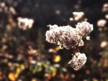 Close-up of snow on plant