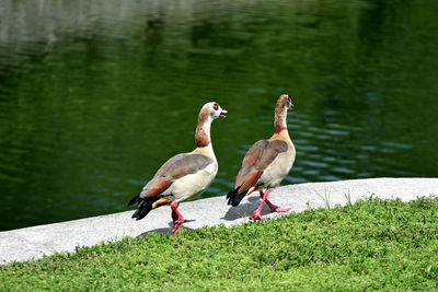 Birds perching on grass at lakeshore