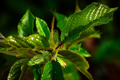 green