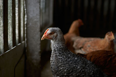 Close-up of a duck