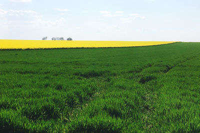 Scenic view of agricultural field against sky