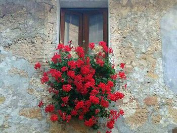 Close-up of red flowers