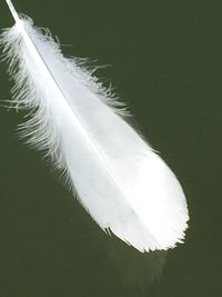 Close-up of white feather against black background