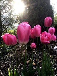 Close-up of pink tulips on field