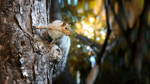 Close-up of squirrel on tree trunk