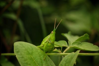 Close-up of insect on plant