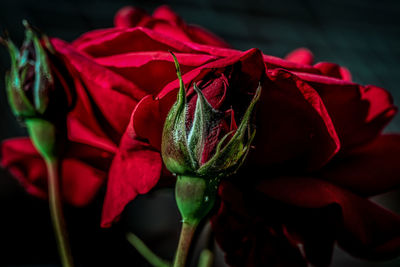 Close-up of red rose against black background