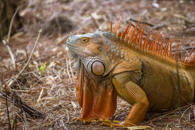 Close-up of a lizard on a field