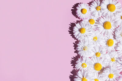 Close-up of white flowering plant against pink background