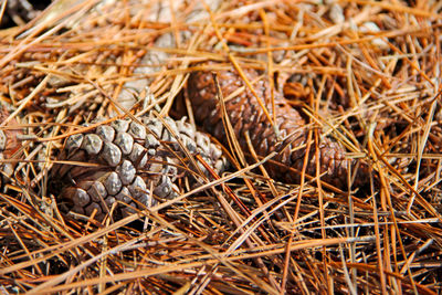 High angle view of pine cone on land