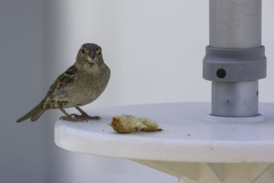 Close-up of bird perching on a table