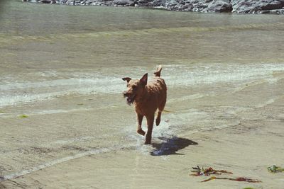 Horse on beach