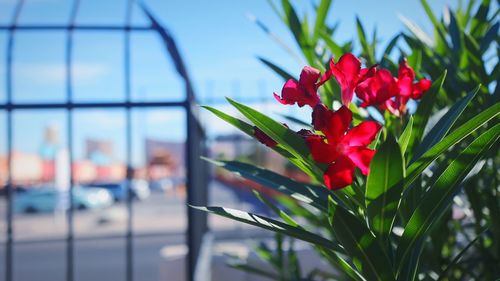 Close-up of red flowering plant