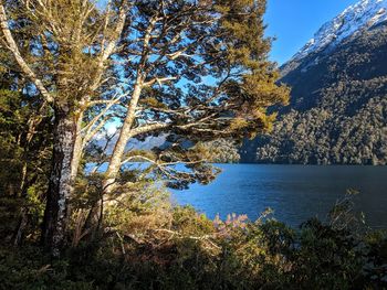 Scenic view of lake by trees against sky