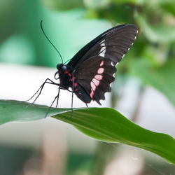 Close-up of butterfly perching on leaf