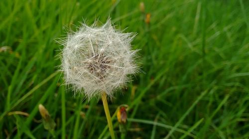 Close-up of dandelion on field