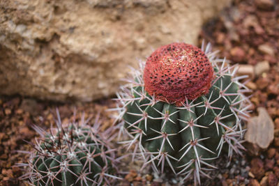 Close-up of succulent plant