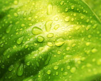 Close-up of water drops on leaves