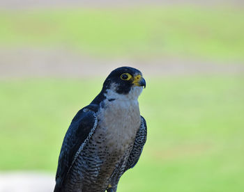 Close-up of owl perching outdoors