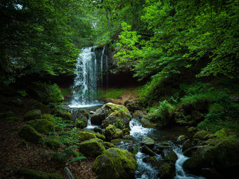 Scenic view of waterfall in forest