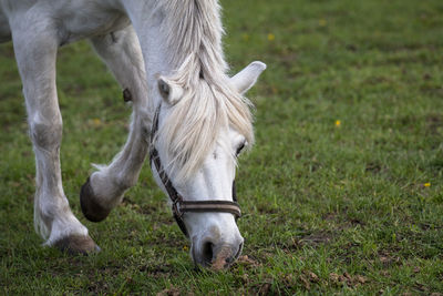 Pony in a field