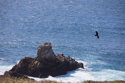 High angle view of bird on rock formation in sea