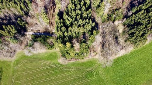 High angle view of trees on field