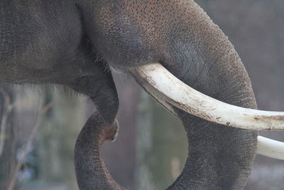 Close-up of elephant