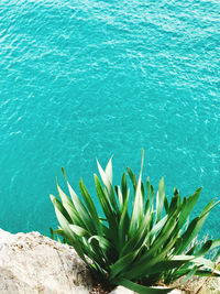 High angle view of succulent plants by sea