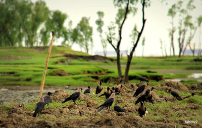Crows on grassy field
