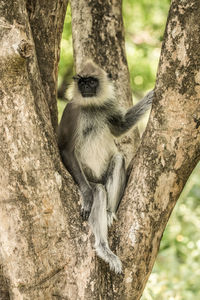 Close-up of monkey on tree trunk