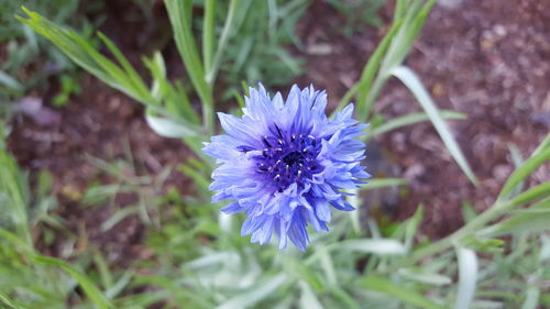 Close-up of purple flower blooming on field