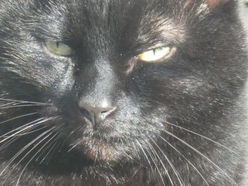 Close-up portrait of a cat