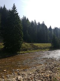 Scenic view of waterfall in forest against sky