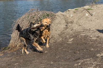 High angle view of dog on beach