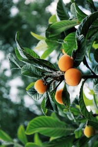 Close-up of fruit growing on tree