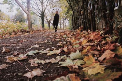 Woman walking in forest during autumn