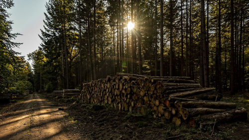 Stack of logs in forest