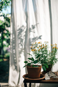 Potted plants on table against window