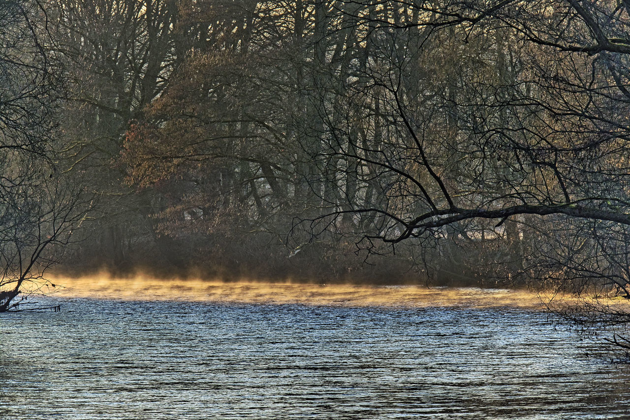 SCENIC VIEW OF BARE TREES AT FOREST