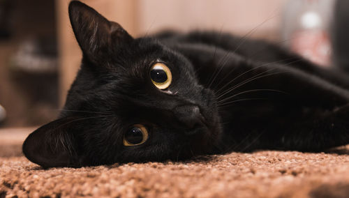 Close-up portrait of black cat relaxing at home