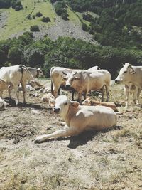 Cows on field