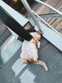 High angle view of dog sitting on tiled floor