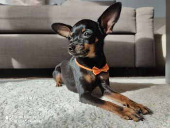 Portrait of dog sitting on floor at home