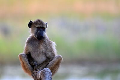Close-up of monkey sitting outdoors