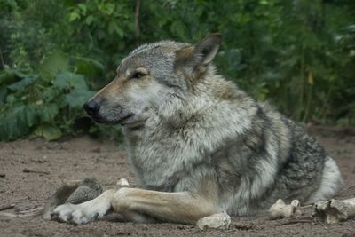 Close-up of a dog looking away