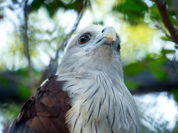 Close-up of a bird looking away