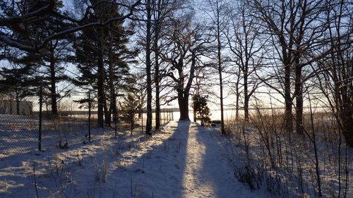 Trees growing on snow covered field