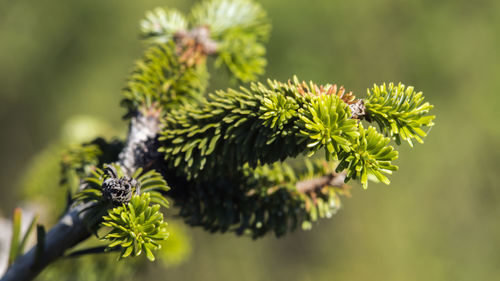 Close-up of flowering plant