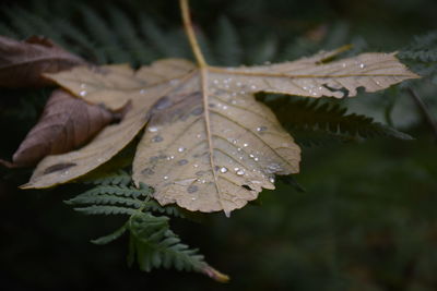 Close-up of wet maple leaves